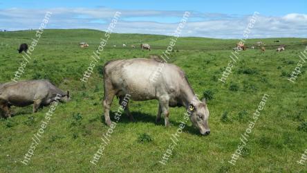 Pasture, Grassland, Grazing, Bovine, Meadow, Working animal, Grass, Rural area, Livestock, Wildlife 