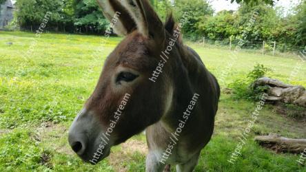 Mammal, Vertebrate, Burro, Terrestrial animal, Horse, Pack animal, Snout, Wildlife, Grass, Mane 