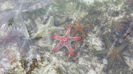 Starfish, Echinoderm, Marine invertebrates, Organism 