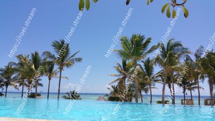 Tree, Tropics, Palm tree, Caribbean, Vacation, Arecales, Sea, Ocean, Sky, Coastal and oceanic landforms 
