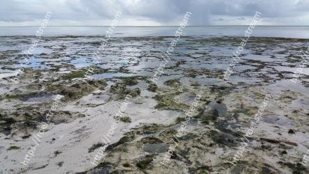 Shore, Natural environment, Sea, Mudflat, Coast, Thermokarst, Rock, Water, Ocean, Algae 
