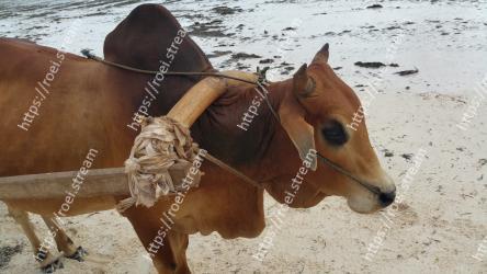 Horse, Pack animal, Snout, Sorrel, Mare, Mane, Bovine, Working animal, Liver, Fawn 