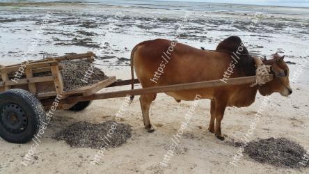 Bovine, Cart, oxcart, Vehicle, Mode of transport, Ox, Working animal, Water, Zebu, Livestock 