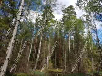 Tree, Forest, Tropical and subtropical coniferous forests, Natural environment, Northern hardwood forest, Temperate broadleaf and mixed forest, Woody plant, Nature reserve, Spruce-fir forest, Biome 
