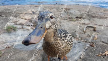 Duck, Vertebrate, Bird, Beak, Water bird, Mallard, Ducks,  geese and swans, Waterfowl, American Black Duck, Water 