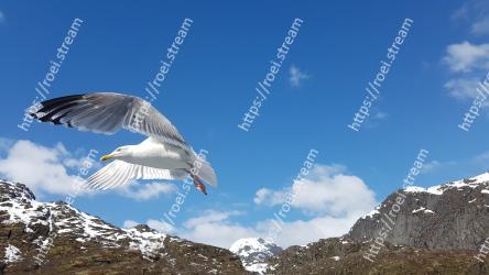 Bird, Sky, Wing, Mountainous landforms, Gull, Seabird, Beak, Mountain, Mountain range, Cloud 