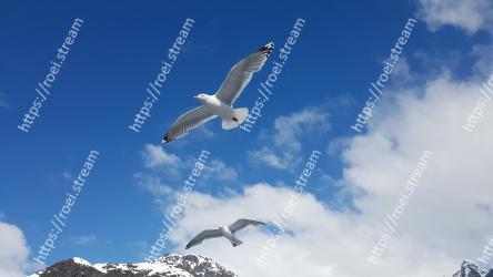 Sky, Bird, Gull, European herring gull, Wing, Seabird, Great black-backed gull, Charadriiformes, Cloud, Flight 