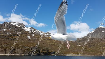 Bird, Gull, European herring gull, Western Gull, Seabird, Wing, Sky, Beak, Great black-backed gull, Charadriiformes 