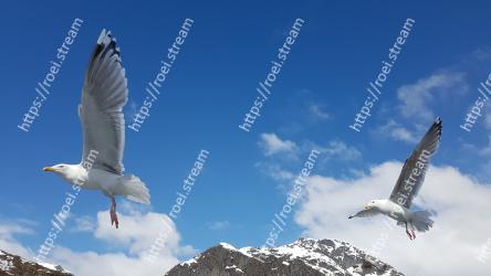 Bird, Vertebrate, Sky, Gull, European herring gull, Beak, Wing, Seabird, Great black-backed gull, Charadriiformes 