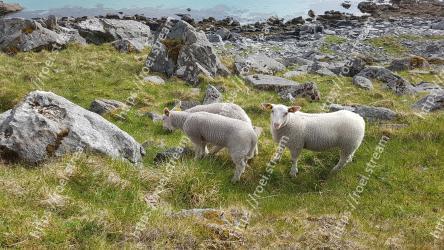 Sheep, Sheep, Pasture, Herd, Grazing, Livestock, Grass, Cow-goat family, Goats, Wildlife 