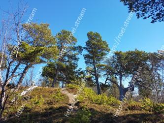 Tree, Natural landscape, Sky, Nature, Vegetation, Wilderness, Natural environment, Nature reserve, Woody plant, Forest 
