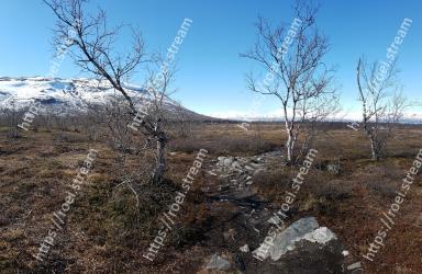 Tree, Sky, Natural landscape, Natural environment, Wilderness, Branch, Hill, Soil, Winter, Rock 