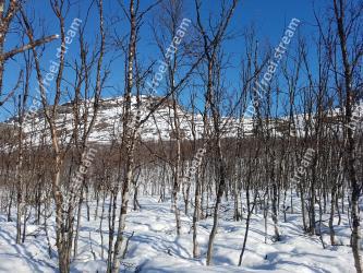 Snow, Tree, Winter, Freezing, Branch, Woody plant, Plant, Forest, Biome, Canoe birch 