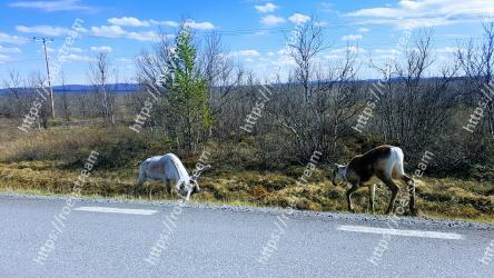 Reindeer, Wildlife, Road, Deer, Tree, Pasture, Infrastructure, Grass, Rural area, Landscape 