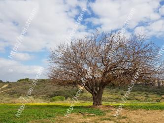 Tree, Natural landscape, Sky, Woody plant, Plant, Grass, Branch, Spring, Cloud, Pasture 