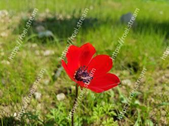 Flower, Flowering plant, Petal, Plant, Coquelicot, Poppy, Adonis, Poppy family, Pheasants-eye, Wildflower 