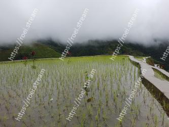 Paddy field, Atmospheric phenomenon, Hill station, Highland, Grass family, Mountain, Landscape, Mist, Rural area, Reflection 