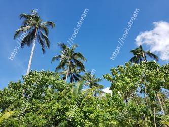 Vegetation, Tree, Sky, Palm tree, Daytime, Arecales, Woody plant, Tropics, Plant, Botany 