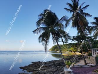 Tree, Sky, Tropics, Palm tree, Arecales, Sea, Shore, Woody plant, Vacation, Morning 
