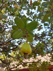 Fruit tree, Tree, Plant, Leaf, Flower, Woody plant, Fruit, Flowering plant, Botany, Branch 