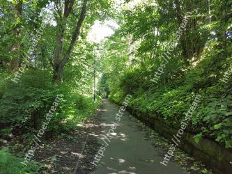 Vegetation, Nature reserve, Natural landscape, Tree, Nature, Natural environment, Forest, Green, Trail, Jungle 