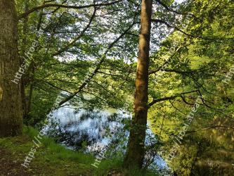 Tree, Natural landscape, Nature, Natural environment, Nature reserve, Forest, Water, Vegetation, Woodland, Green 
