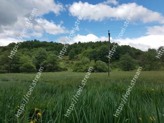 Grassland, Natural landscape, Vegetation, Meadow, Nature, Natural environment, Prairie, Pasture, Grass, Green 
