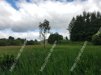 Natural landscape, Grassland, Green, Pasture, Nature, Natural environment, Meadow, Sky, Grass, Tree 