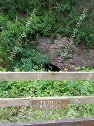 Green, Vegetation, Tree, Grass, Plant, Forest, Leaf, Grass family, Wood, Groundcover 