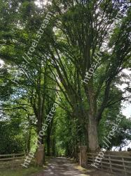 Tree, Vegetation, Green, Woody plant, Plant, Natural environment, Nature reserve, Branch, Botany, Grass 