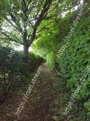 Green, Tree, Nature, Vegetation, Nature reserve, Leaf, Light, Natural environment, Plant, Woody plant 