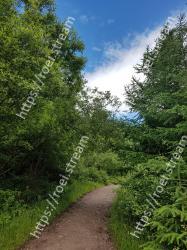 Tree, Green, Vegetation, Blue, Sky, Natural landscape, Leaf, Plant, Daytime, Woody plant 