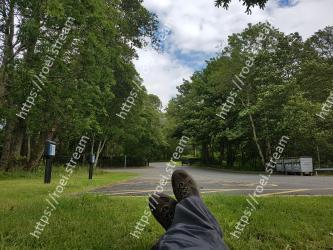 Tree, Grass, Green, Sky, Daytime, Natural environment, Lawn, Woody plant, Park, Botany 
