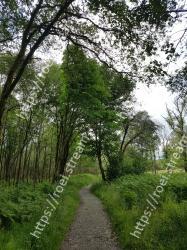 Tree, Vegetation, Nature, Green, Nature reserve, Natural environment, Natural landscape, Branch, Forest, Woody plant 