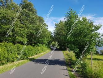 Tree, Road, Woody plant, Plant, Lane, Thoroughfare, Grass, Spring, Shrub, Leaf 