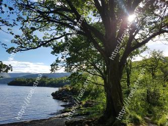 Tree, Nature, Natural landscape, Water, Vegetation, Sky, Natural environment, River, Nature reserve, Woody plant 