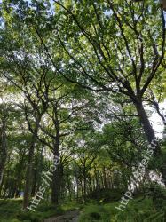 Tree, Green, Nature, Branch, Vegetation, Natural environment, Woody plant, Old-growth forest, Forest, Plant 