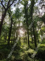 Tree, Nature, Forest, Natural environment, Vegetation, Green, Natural landscape, Old-growth forest, Nature reserve, Branch 