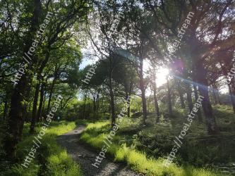 Natural landscape, Tree, Nature, Forest, Natural environment, Woodland, Vegetation, Nature reserve, Sunlight, Green 