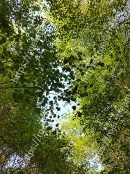 Tree, Green, Vegetation, Leaf, Natural environment, Sky, Woody plant, Branch, Plant, Forest 