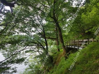 Tree, Vegetation, Nature, Nature reserve, Natural landscape, Natural environment, Green, Forest, Woody plant, Plant 