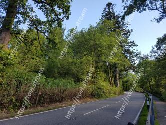 Road, Tree, Natural landscape, Vegetation, Lane, Nature reserve, Thoroughfare, Natural environment, Woody plant, Asphalt 
