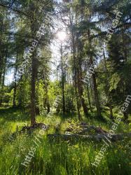 Tree, Nature, Natural environment, Forest, Green, Vegetation, Old-growth forest, Nature reserve, Woody plant, Northern hardwood forest 
