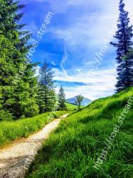 Nature, Sky, Natural landscape, Green, Tree, Natural environment, Wilderness, Blue, Grass, Vegetation 