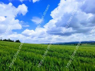 Sky, Grassland, Natural landscape, Field, Green, Nature, Paddy field, Pasture, Cloud, Natural environment 