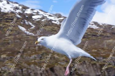 Bird, Vertebrate, Beak, European herring gull, Gull, Western Gull, Great black-backed gull, Seabird, Wing, Charadriiformes 
