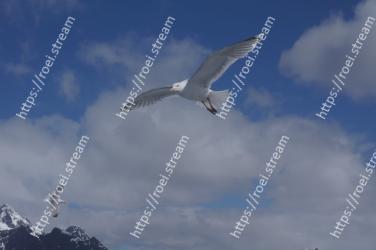 Sky, Bird, Gull, Wing, Seabird, European herring gull, Cloud, Beak, Charadriiformes, Great black-backed gull 