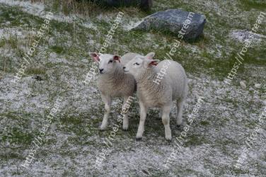 Sheep, Sheep, Livestock, Cow-goat family, Grass, Lamb and mutton, Pasture, Rural area, Grassland, Wool 