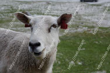Vertebrate, Mammal, Goats, Goat, Sheep, Bathtub, Cow-goat family, Snout, Livestock, Sheep 