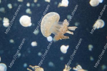 Jellyfish, Cnidaria, Organism, Marine invertebrates, Invertebrate, Sky, Marine biology 